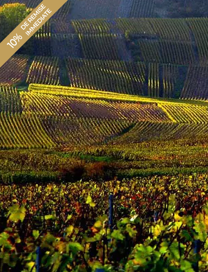 Les immanquables de l'été : Champagnes de vignerons