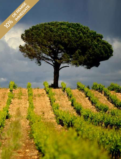 Les immanquables de l'été : vignobles du Sud