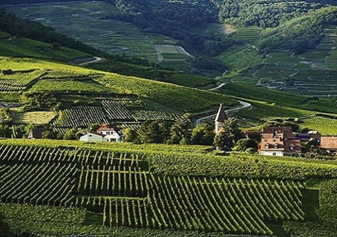 Comprendre le millésime 2013 en Bourgogne