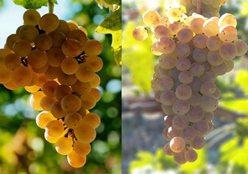 Vendanges 2015 : en route pour un grand millésime...