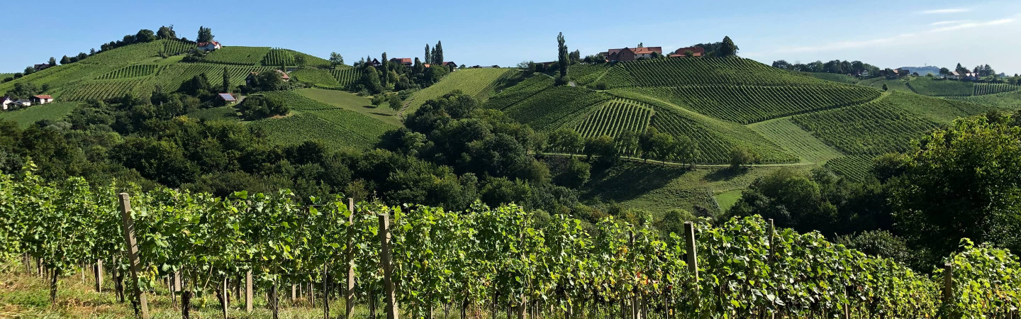 Vente privée : vin