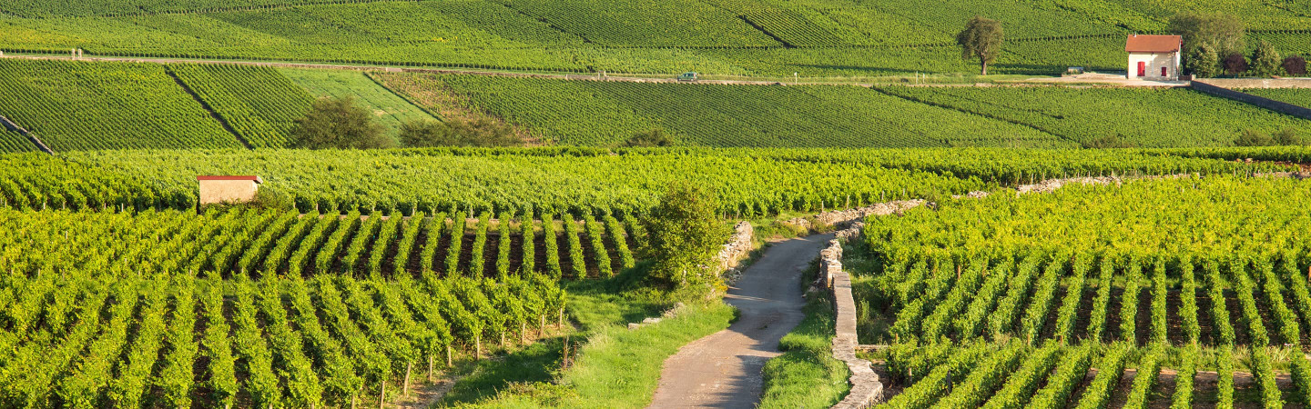 Vente privée : vin