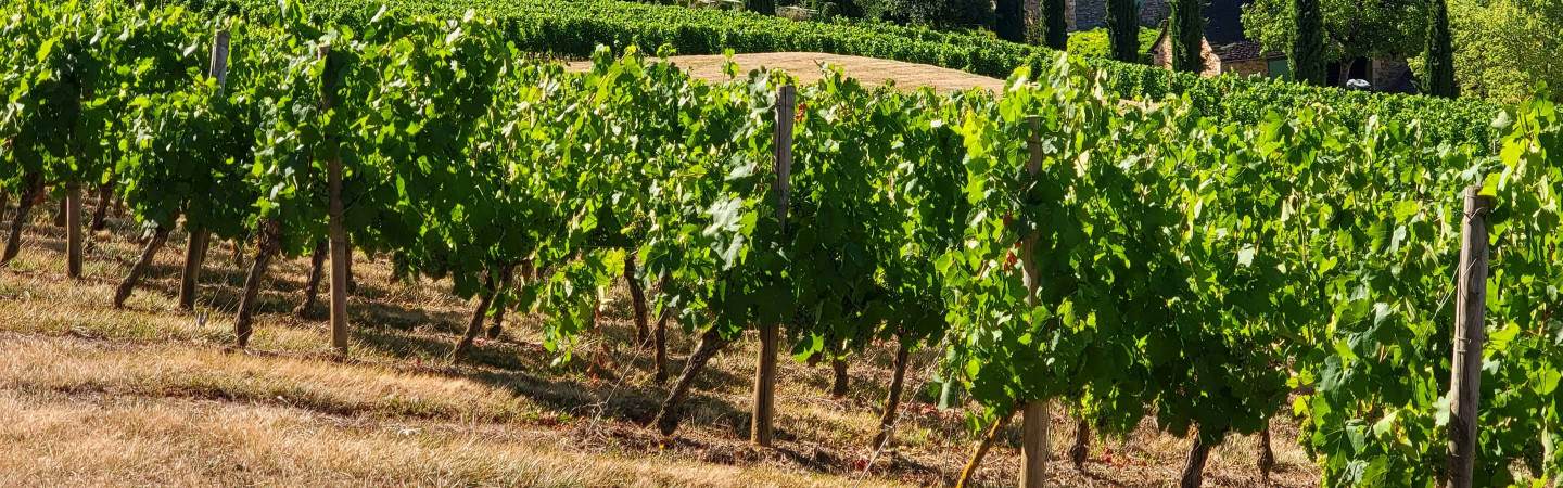 Vente privée : vin