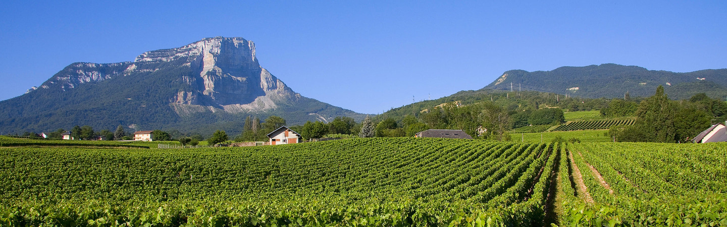 Vente privée : vin