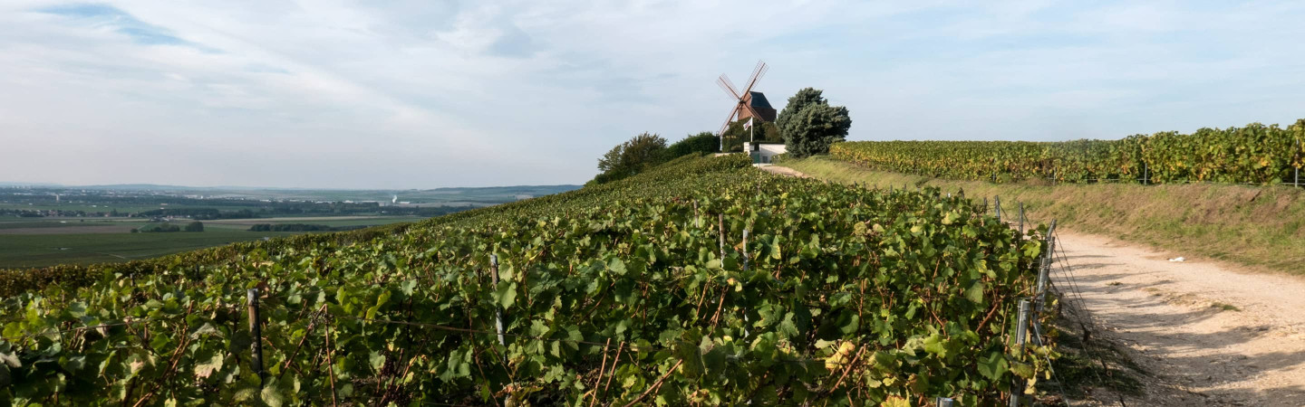 Vente privée : vin
