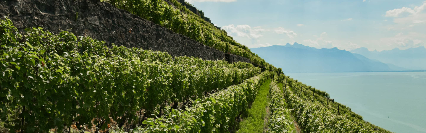 Vente privée : vin