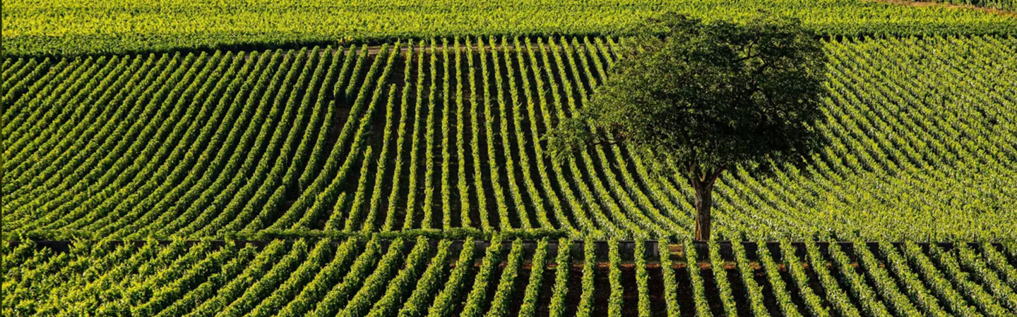 Vente privée : Vin